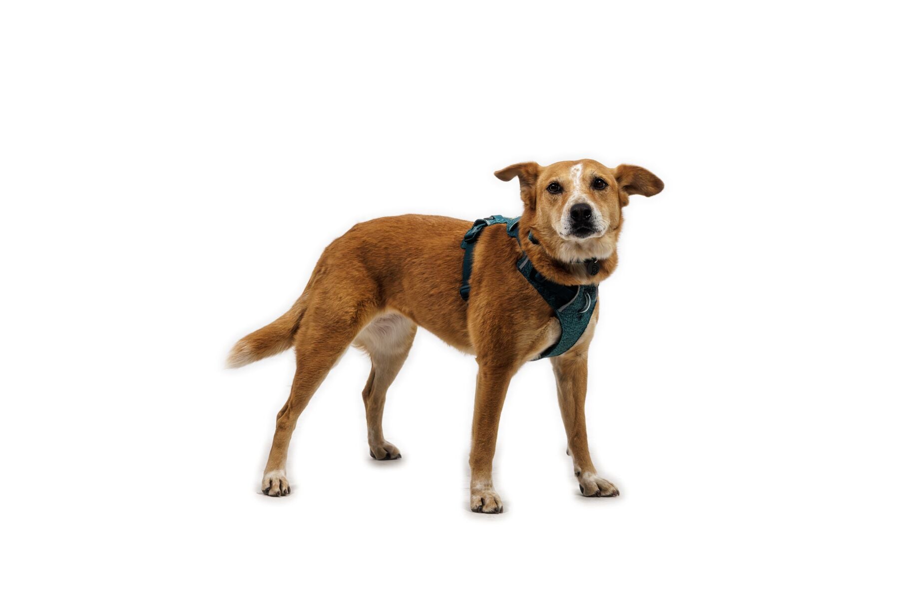 Front Range Flex Harness Deep Teal