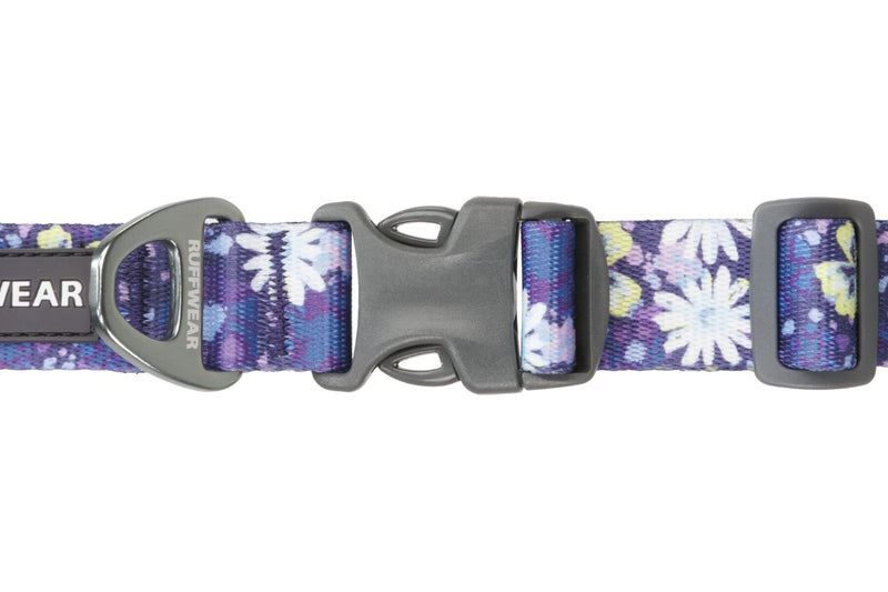 Front Range Collar Wildflower