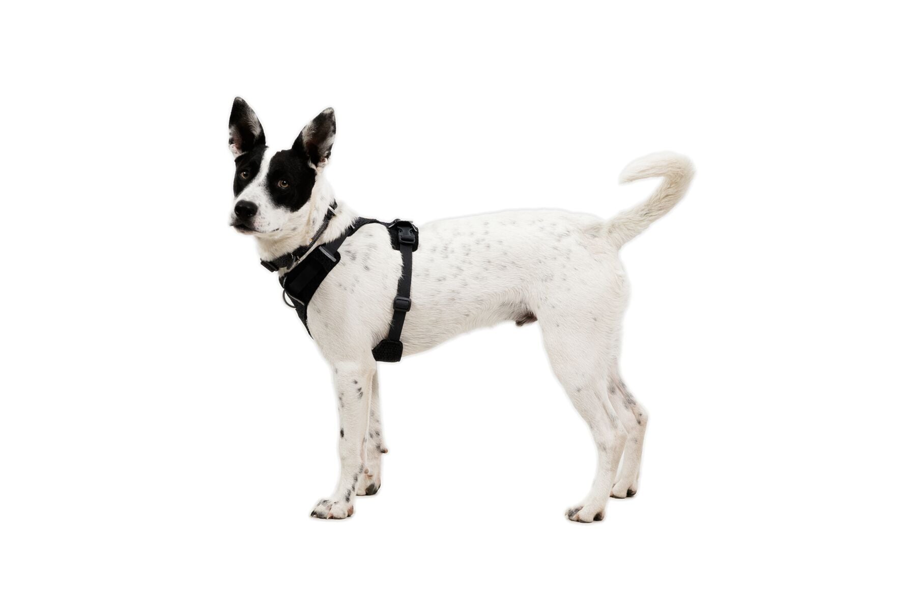 Front Range Flex Harness Basalt Gray