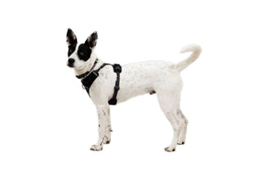 Front Range Flex Harness Basalt Gray